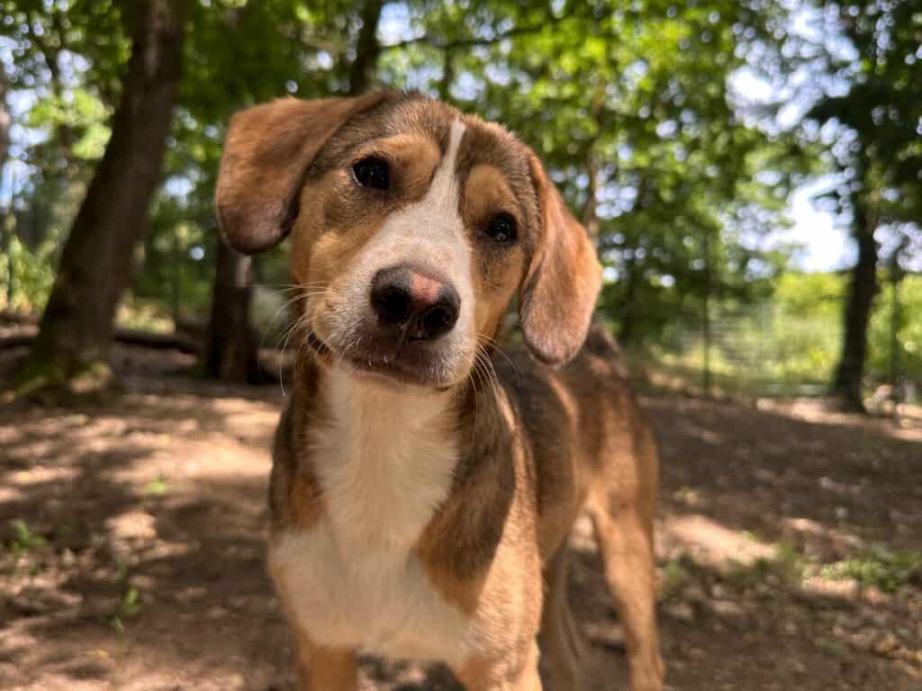 Draußen steht ein braun-weißer Hund mit Hängeohren.