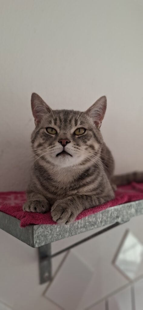 Graue Tabbykatze mit gelben Augen auf einem rosa Handtuch.