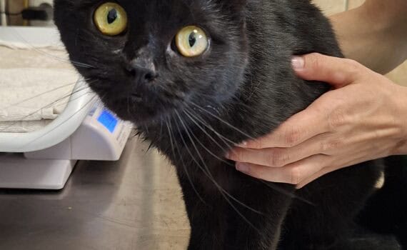Schwarze Katze mit gelben Augen auf dem Untersuchungstisch im Tierheim Siegen.