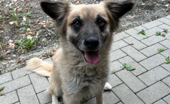 Ein flauschiger Hund mit großen Ohren sitzt auf der Terrasse und schaut nach oben.