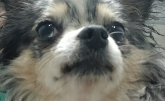 Kleiner, flauschiger Hund mit schwarzem, weißem und braunem Fell, der nach oben schaut.