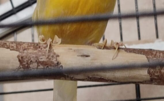 Ein gelber Kanarienvogel auf einem Ast in einem Metallkäfig.
