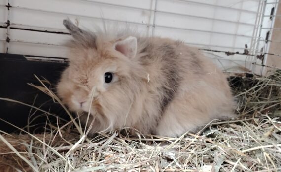 Flauschiges, hellbraunes Kaninchen auf Heu in einem Käfig im Tierheim Siegen.