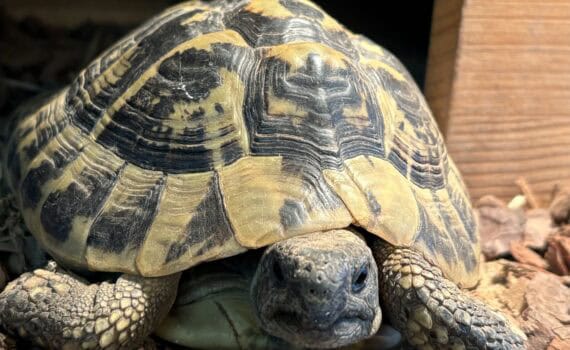 Schildkröte auf Holzspänen in der Sonne im Tierheim Siegen.