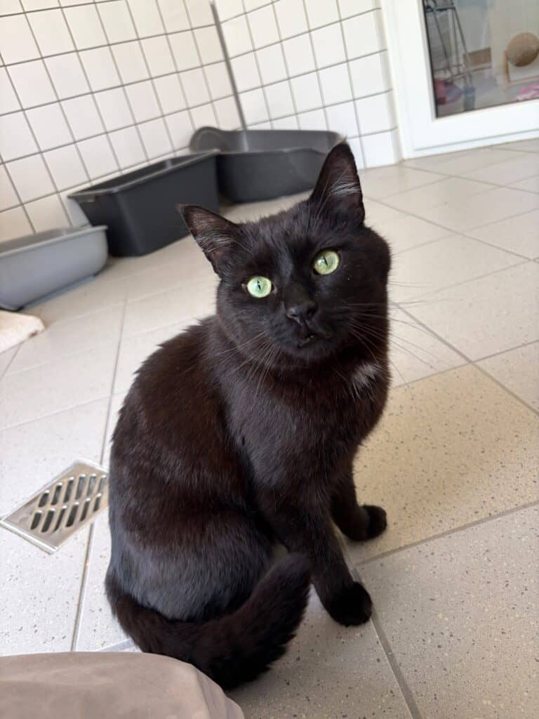 Schwarze Katze mit grünen Augen neben dem Katzenklo auf dem Fliesenboden.