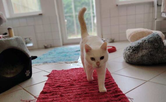 Weiße Katze auf einem roten Teppich in einem hellen Raum des Tierheims Siegen.