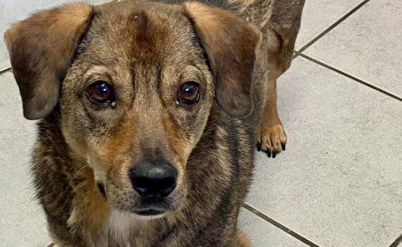 Ein brauner Hund mit dunklen Augen blickt auf den Fliesenboden.
