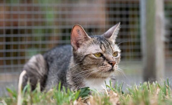 Eine getigerte Katze auf dem Rasen neben einem Zaun, die aufmerksam in die Runde blickt.