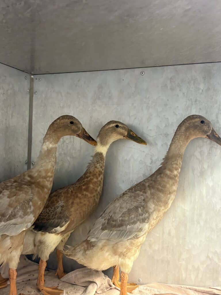 Drei hellbraune Enten in einem Gehege auf einem beigen Handtuch.