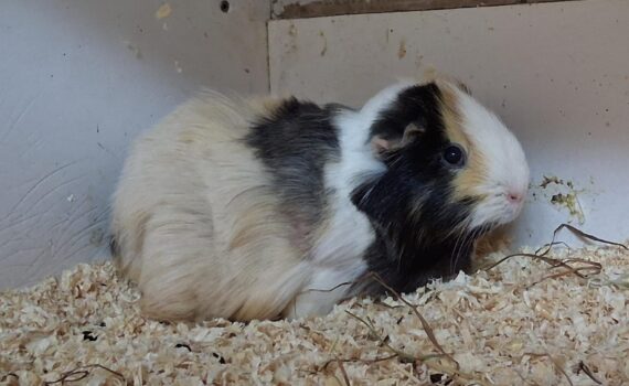 Schwarz-weiß-braunes Meerschweinchen auf Holzspänen im Käfig.
