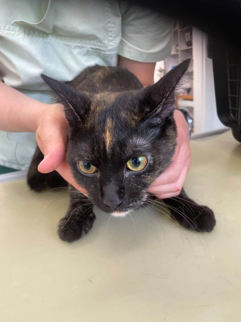 Eine Person hält eine schwarz-orangefarbene Katze sanft auf einem Tisch.