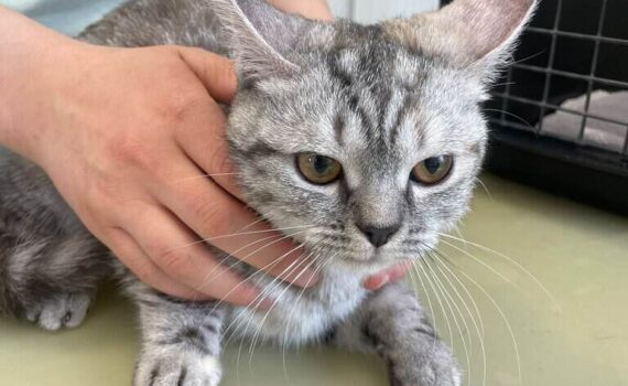 Eine Person hält im Tierheim Siegen eine graue Tabbykatze am Transportkorb fest.