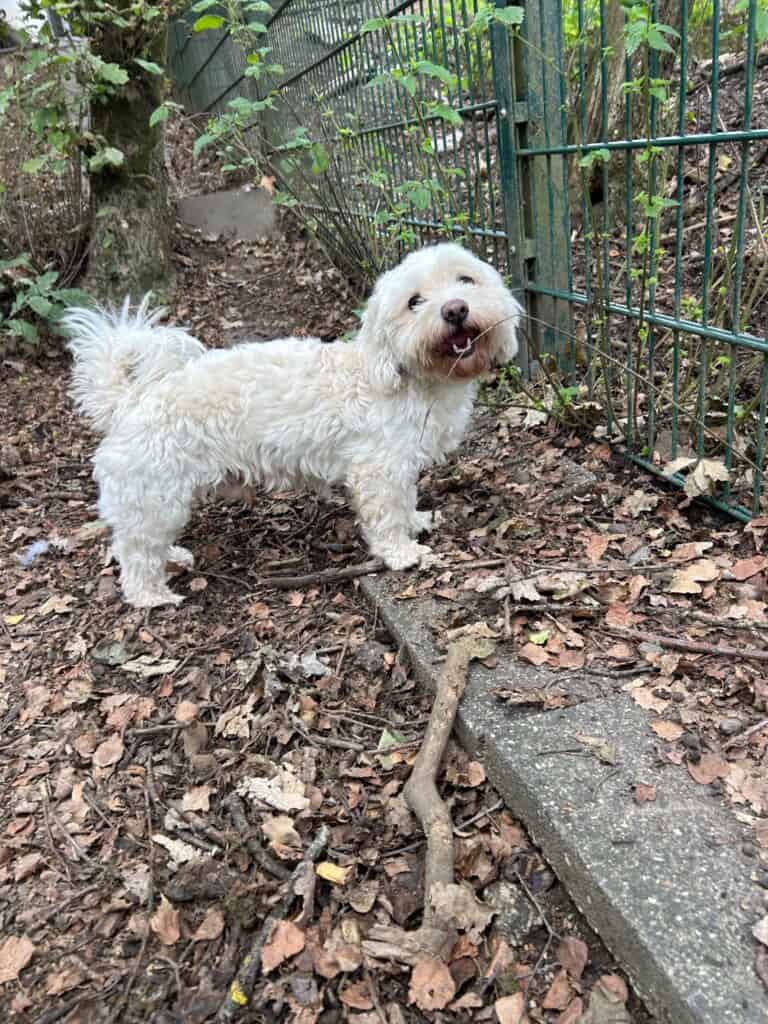 Kleiner weißer Hund auf einem von Laub gesäumten Weg neben einem Metallzaun, der in die Kamera blickt.