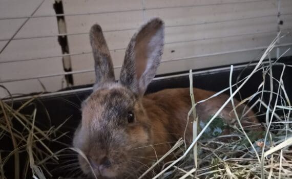 Braunes Kaninchen im Heu in einem Käfig im Tierheim Siegen.