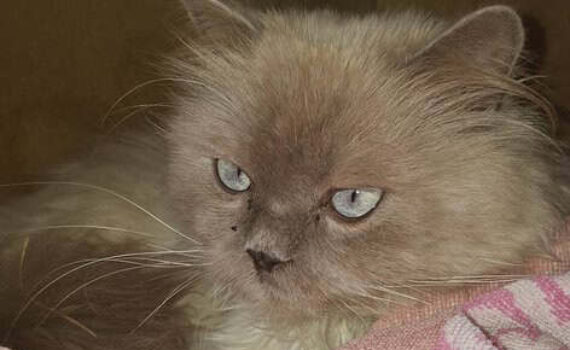 Graue Katze mit blauen Augen auf einem rosa-weißen Handtuch in einem Raum.