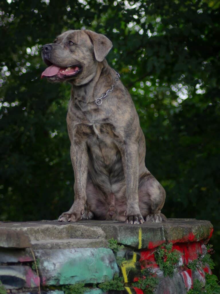 Gestromter Hund auf einem Felsvorsprung, dahinter Bäume und Graffiti.