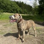 Ein gestromter Hund mit Maulkorb steht auf dem Weg beim Tierheim Siegen.