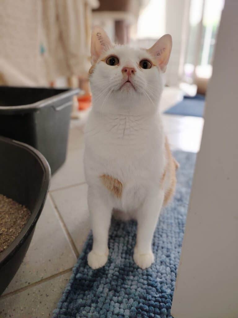 Weiß-orangefarbene Katze auf einem blauen Teppich neben dem Katzenklo, die nach oben schaut.