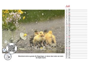 Entenküken im Regen neben gelben Blumen, daneben ein Kalender für den Juli.