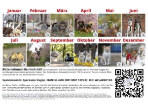 Hunde und Katzen im Freien, ein Foto pro Monat, Tierheim Siegen.