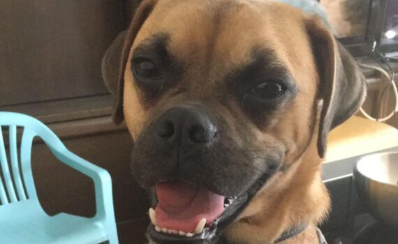 Glücklicher brauner Hund im Geschirr, der drinnen steht und in die Kamera blickt.