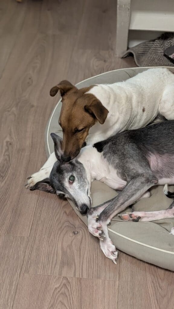 Andere von Privat, Fox-Terrier / Glatthaar – Tierheim Siegen