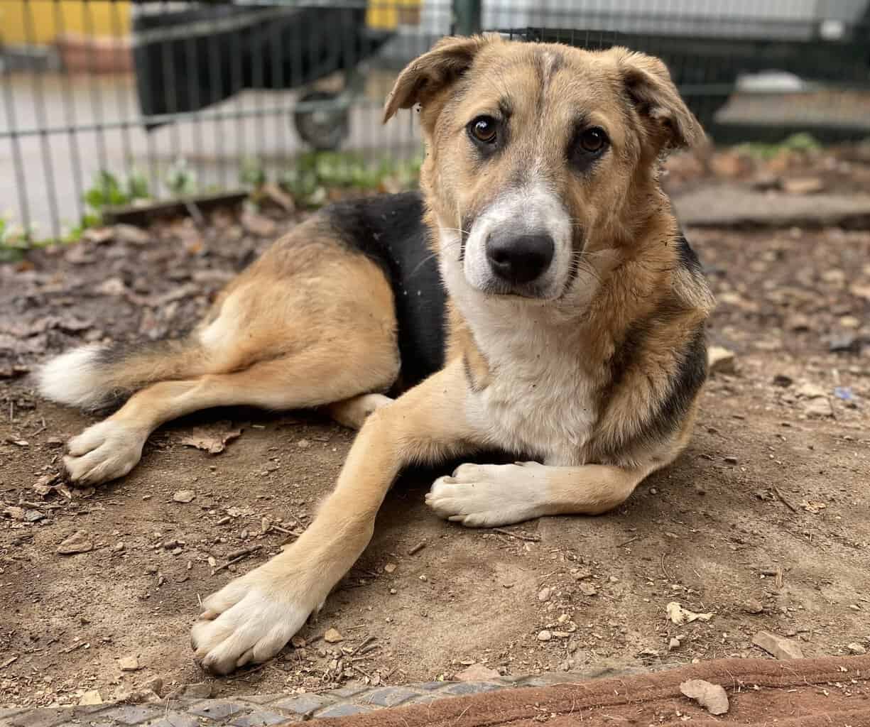 Bilbo, Mischling – Tierheim Siegen