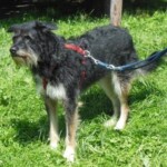 Schwarzer und hellbrauner Hund in rotem Geschirr im Gras, blaue Leine.
