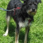 Schwarz-weißer, struppiger Hund an der Leine im Tierheim Siegen.