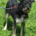 Schwarz-weißer, struppiger Hund an der Leine im Tierheim Siegen.