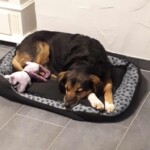 Schwarzer und brauner Hund auf einem Bett mit Spielzeug, Kachelboden, Tierheim Siegen.