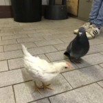 Huhn und Taube auf gefliestem Boden von einer Person in Jeans und Turnschuhen.