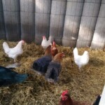 Sieben Hühner und eine Ente auf Stroh in einem eingezäunten Gehege des Tierheims Siegen.