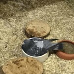 Taube in einer weißen Schale auf Sägemehl, mit Holzscheiben und einem Topf.