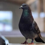 Graue Taube mit schillerndem Gefieder steht im Tierheim Siegen.