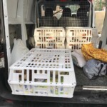 Weiße Kisten mit Löchern stapeln sich in einem Transporter im Tierheim Siegen.