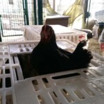 Schwarzes Huhn in einer Kiste im Tierheim Siegen, Person in der Nähe.