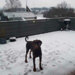 Brauner Hund auf verschneiter Terrasse mit Pfotenabdrücken und rotem Spielzeug, dahinter Häuser.