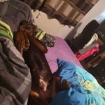 Hund auf dem Rücken, Pfoten hoch, im Bett mit Decken im Tierheim Siegen.