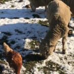 Ein braunes Huhn und zwei Schafe futtern auf verschneitem Boden.