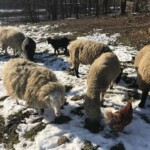 Schafe und ein Huhn auf einem verschneiten Feld in der Nähe eines Waldes.