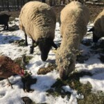 Schafe, Hühner und eine Ziege auf verschneitem Gras im Tierheim Siegen.
