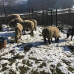 Schafe, Hühner und Hunde streifen über ein verschneites Feld im Tierheim Siegen.