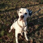 Dalmatiner im Gras mit Geschirr und Leine, nach oben schauend.