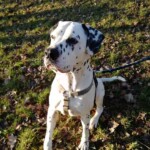 Dalmatiner an der Leine sitzt auf Gras und Blättern im Sonnenlicht.