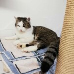 Katzi Gestromte und weiße Katze auf Handtüchern neben dem Kratzbaum im Tierheim Siegen.
