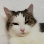 Katzi Ruhige weiße und braune Katze schaut in die Kamera, Nahaufnahme.