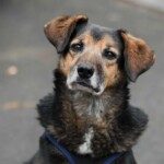 Brauner und schwarzer Hund mit Schlappohren sitzt auf grauem Boden.