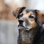 Brauner und schwarzer Hund mit Schlappohren schaut ruhig zur Seite.