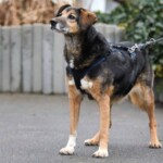 Schwarzer und brauner Hund an der Leine im Freien, mit Geschirr.